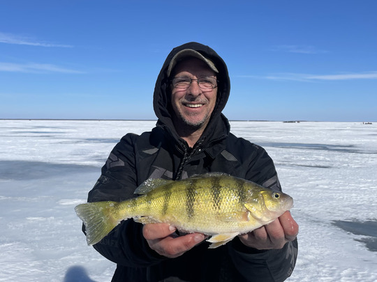 Yellow Perch