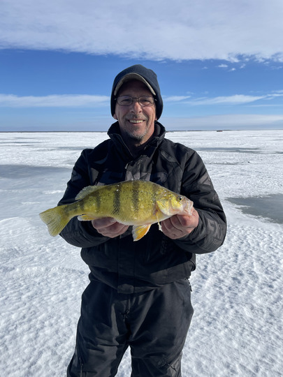 Yellow Perch