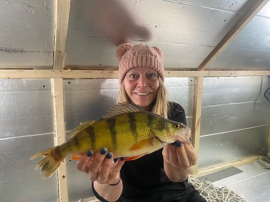 Yellow Perch