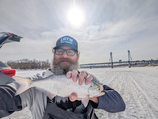 Goldeye