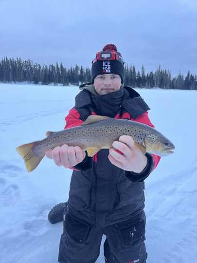 Brown Trout