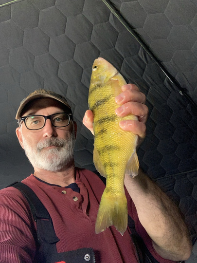 Yellow Perch