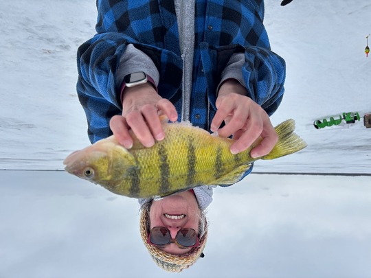 Yellow Perch