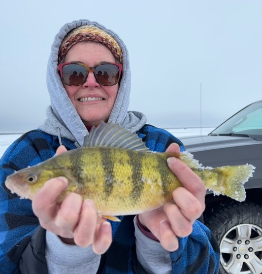 Yellow Perch