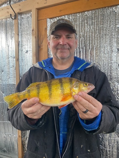 Yellow Perch