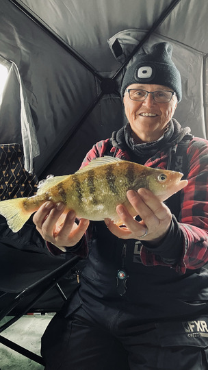 Yellow Perch