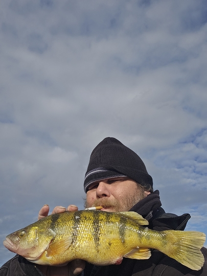 Yellow Perch