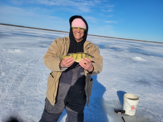 Yellow Perch