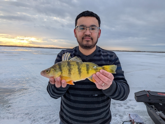 Yellow Perch