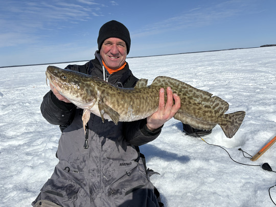 Burbot