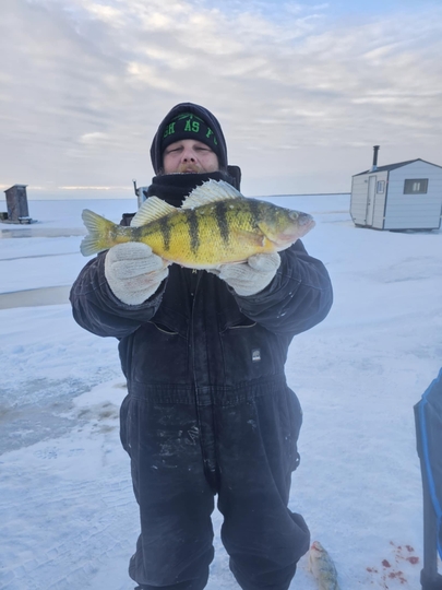 Yellow Perch