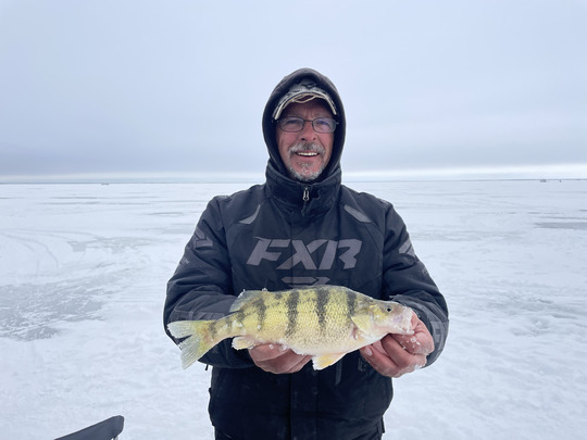 Yellow Perch