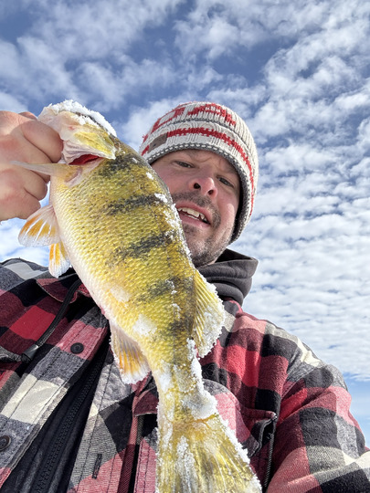 Yellow Perch