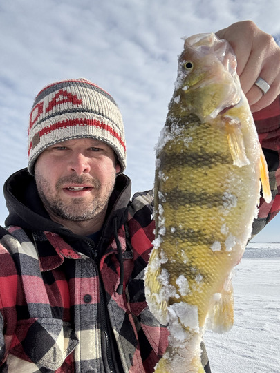 Yellow Perch