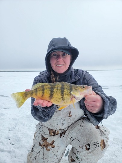Yellow Perch
