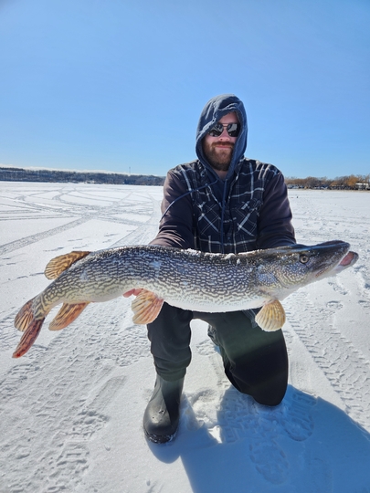 Northern Pike