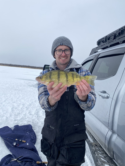 Yellow Perch