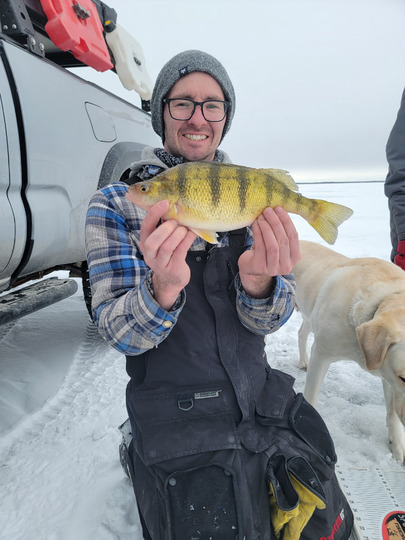 Yellow Perch