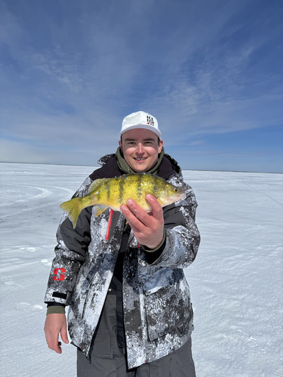 Yellow Perch