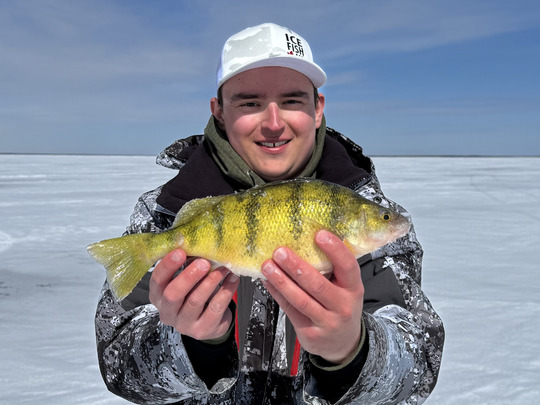 Yellow Perch