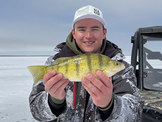 Yellow Perch