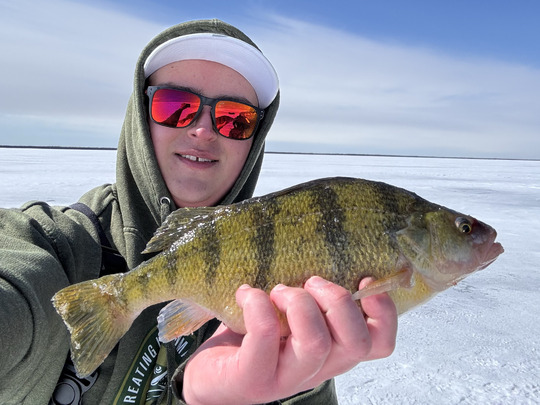 Yellow Perch