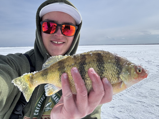Yellow Perch