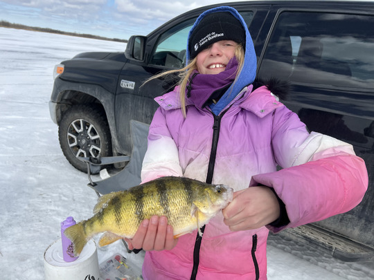 Yellow Perch