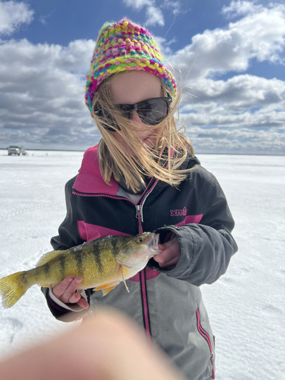 Yellow Perch