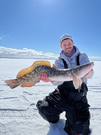 Burbot