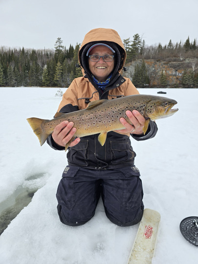 Brown Trout