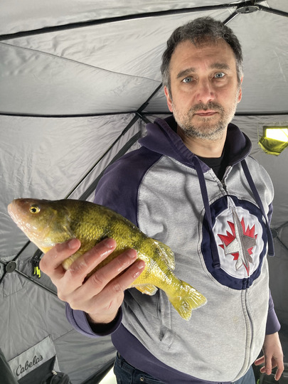Yellow Perch