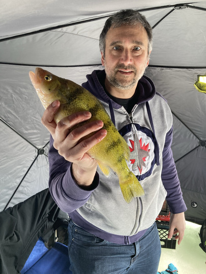 Yellow Perch