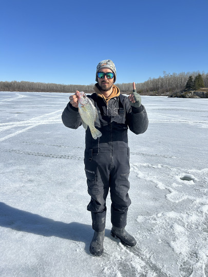Black Crappie