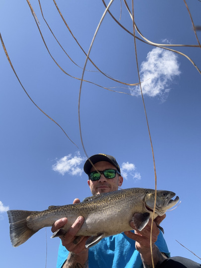 Tiger Trout