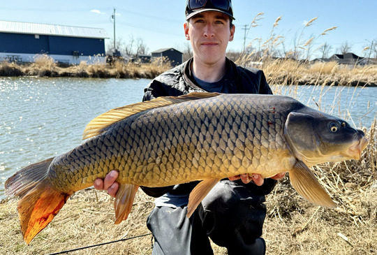 Common Carp