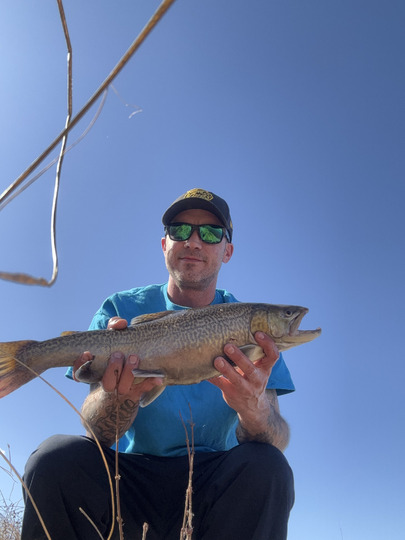 Tiger Trout
