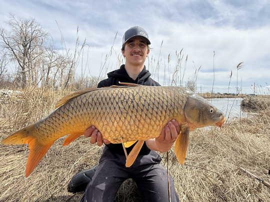 Common Carp