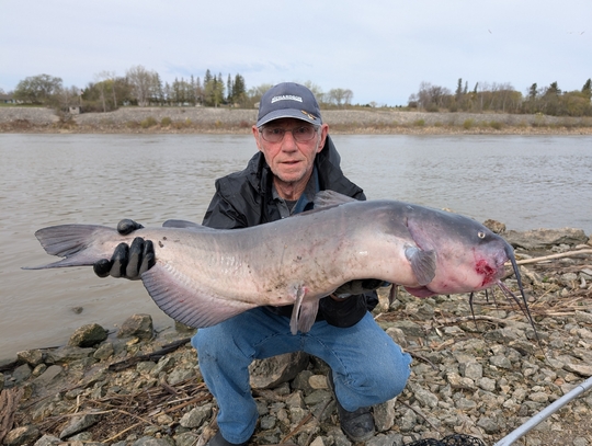 Channel Catfish