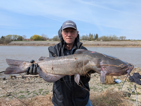 Channel Catfish