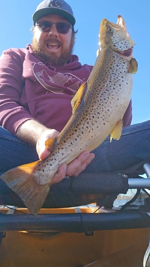 Brown Trout