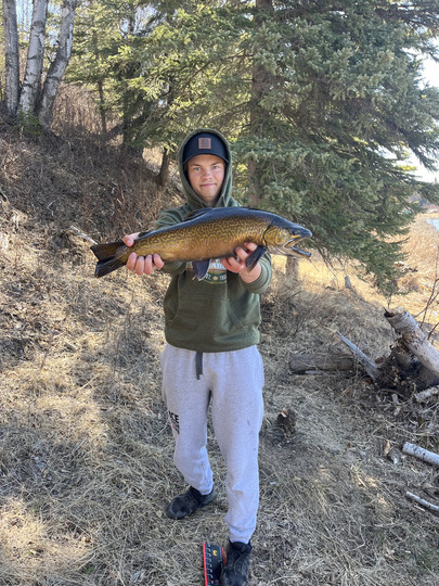 Tiger Trout