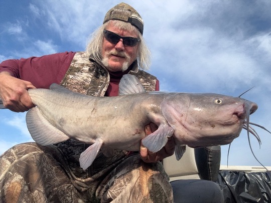 Channel Catfish