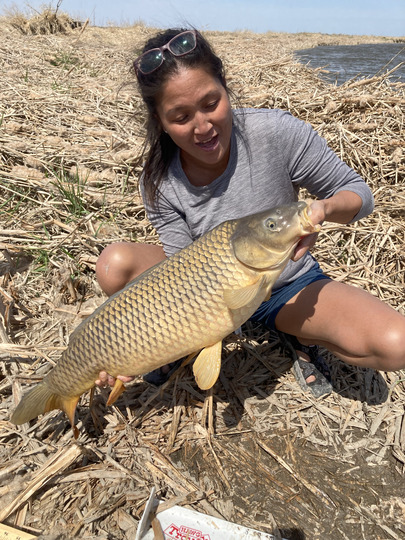 Common Carp