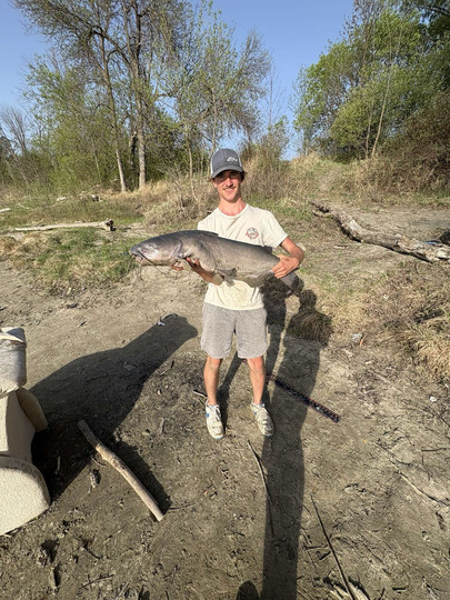Channel Catfish
