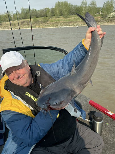 Channel Catfish