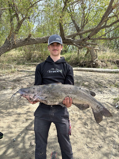 Channel Catfish