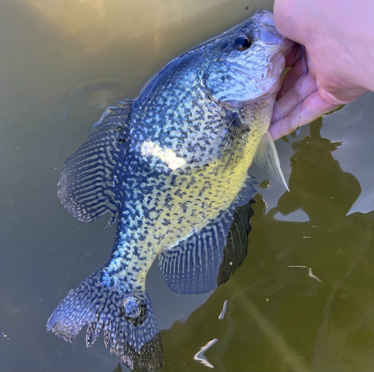 Black Crappie