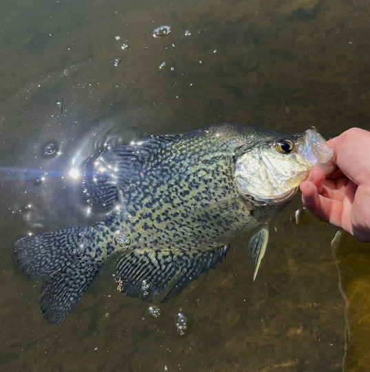 Black Crappie