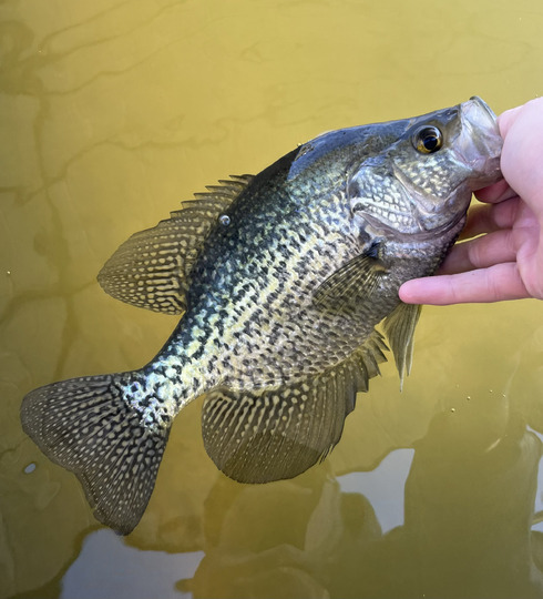 Black Crappie